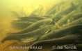 /album/fotogaleria-uvodna-stranka/sumec-velky-sumec-jpg/